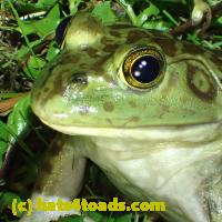 /home//u458753944/public_html/sourcegallery//Frogs/More bullfrogs/P6020113.JPG